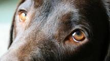Ilustrasi anjing