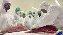 MenKopUKM Lepas Ekspor Produk Tuna Sashimi Nelayan Sikka dan fishOn ke Malaysia dan Jepang