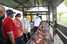Perkuat Perekonomian dan Tingkatkan Kualitas SDM, Mensos Risma Dirikan 10 Peternakan Ayam di Asmat
