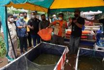 Pengukuhan Pokdakan warga Menara Samawa atau Samawa Fish, Minggu (14/11/2021).