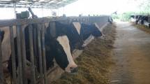Dairy Village FFI