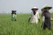 PT Pupuk Indonesia (Persero) Dorong Petani Terapkan Pemupukan Berimbang