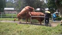 Semen Beku Andalan, Balai Inseminasi Buatan Lembang Bidik Pendapatan Naik 8 Persen di 2022
