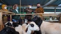 MenKopUKM Teten Masduki saat mengunjungi Jangkar Hijau Farm