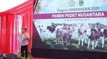 Program si Komandan panen pedet nusantara