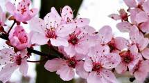 Bunga Sakura (Ist)