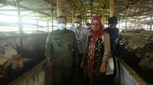 Kementan Ajak Peternak Kembangkan Korporasi untuk Tingkatkan Produksi