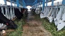 Mentan SYL Minta Pemerintah Daerah Optimalkan Peran Puskeswan