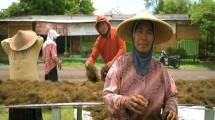 Petani rumput laut sumringah saat panen