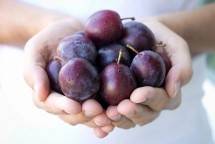 Buah Plum (Ist)