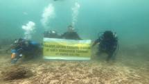 Program Rehabilitasi Terumbu Pupuk Kaltim Jadi Rumah Ternyaman Puluhan Spesies Ikan di Bontang 