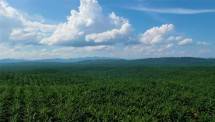 Kebun Sawit PT Teladan Prima Agro (TPA)