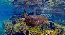 Ilustrasi Kendahan Bawah Laut di Kepulauan Galapagos (ist)