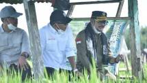 Mentan SYL berbincang saat di tengah Sawah