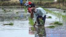 Petani menanam Padi di lahan yang sudah dibajak gembur tanahnya