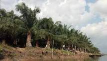 Perkebunan kelapa sawit di Kabupaten Kapuas, Kalimantan Tengah. (Foto: Dokumentasi Dinas Pertanian Kabupaten Kapuas Kalimantan Tengah)