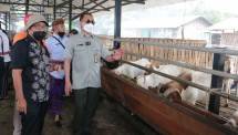 Kementan: Lombok Timur Potensial Kembangkan Sentra-sentra Peternakan Kambing
