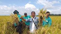 Gerak Cepat Kementan, Petani Bojonegoro Tetap Panen Meski Sempat Terkena Banjir