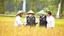 Dongkrak Produksi Beras, Kementan Optimalkan Potensi Lahan Rawa
