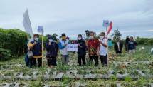 Panen Bawang Merah di Wonosobo