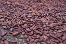 Komoditas Cokelat di Kabupaten Jembrana, Bali (Foto: Kemenparekraf)