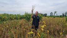 Grobogan Ditargetkan Mampu Suplai Kebutuhan Benih Kedelai Nasional
