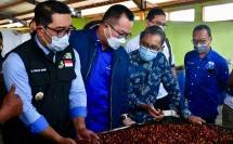 Gubernur Jawa Barat Ridwan Kamil bersama Rektor IPB Arif Satria dan Staf Ahli Menteri Koperasi dan UKM Bidang Hubungan Antar Lembaga KemenKopUKM Luhur Pradjarto saat lepas ekspor kopi di Garut