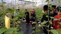 Lembaga inkubator LPDB-KUMKM