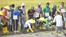 Kementan Canangkan Pertanaman Perdana IP400 di Kabupaten Bima