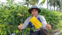 Petani memetik Cabai 