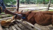 Cegah Meluasnya LSD, Kementan Vaksinasi Sapi-sapi di Riau