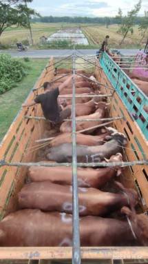 ID FOOD Mulai Mobilisasi Sapi Hidup Jaga Stabilitas Harga Daging 