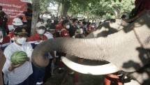 Konservasi Gajah binaan Pertamina 