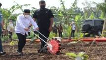 Wakil Presiden KH Ma'aruf Amin menjajal alat mesin pertanian 