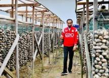 Presiden Jokowi Lepas Ekspor Pinang Biji di Muaro Jambi