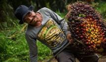 GAPKI Kutuk Keras Tindakan Pencurian TBS Kelapa Sawit, Ganggu Iklim Investasi di Kalteng