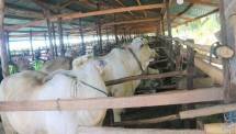 Sapi-sapi yang ditinjau Kementan 