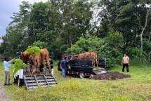 Hewan ternak yang akan diangkut jika terjadi bencana