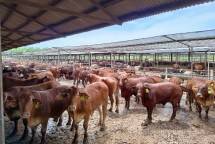 Sapi-sapi yang berada di peternakan 