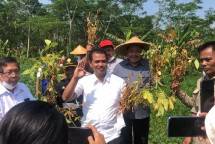 Dirjen Tanaman Pangan Kementan Suwandi ikut panen Kedelai
