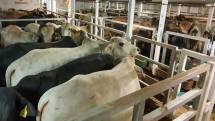 Wabah PMK di Jatim, Berikut Upaya Pencegahan Dini yang Dilakukan Holding Pangan ID FOOD 
