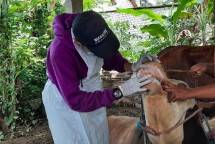 Petugas memeriksa kesehatan mulut Sapi