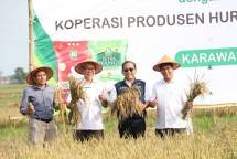 Food Station Ajak Komisi B DPRD DKI Jakarta Gelar Panen Padi di Karawang