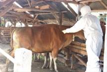 Kementan tengah memeriksa kesehatan Sapi 