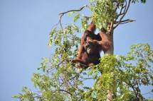 Orang Utan