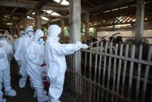 Sapi di Peternakan sedang di disinfektan 
