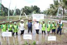 Tingkatkan Kesejahteraan Petani, Pemprov DKI Jakarta Gandeng Pemkab Sleman Kembangkan Budidaya Padi Gunakan Pupuk Organik ExtraGEN 