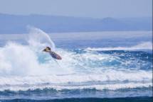 Resmi Digelar, WSL CT G-Land Pro 2022 diharapkan Mampu Angkat Citra Pariwisata Indonesia 