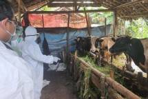 Barantan Kementan tinjau Sapi