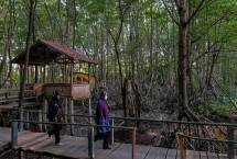 Desa Wisata Kampung Tua Bakau Serip Bisa Jadi Destinasi Ekowisata Pilihan di Batam